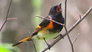 American Redstart [upl. by Francie]