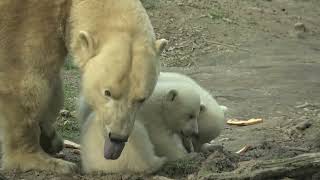 beautiful little polar bears [upl. by Oek]