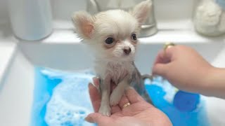 Barley Teacup Chihuahua First Bath at 10 weeks old 🐾🤍 FULL VIDEO [upl. by Elberta]