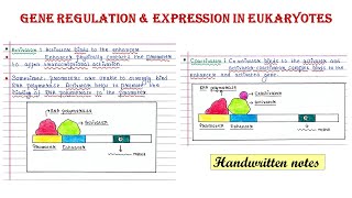 Gene regulation in eukaryotes  Activator I Enhancer  Repressor Silencer Coactivator Corepressor [upl. by Aicilic]