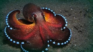 Octopus And Squid Documentary [upl. by Harhay]