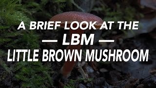 A Brief Look At The LBM — Little Brown Mushroom [upl. by Erialcyram102]