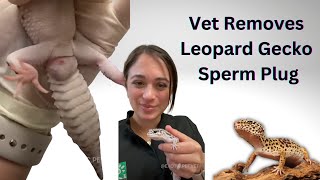 Veterinarian Removes Leopard Gecko Sperm Plug  How to Treat Impacted Hemipenes [upl. by Nrubua864]