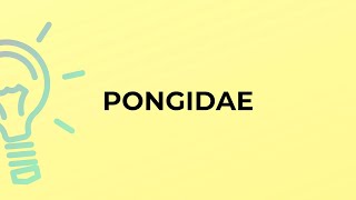 What is the meaning of the word PONGIDAE [upl. by Odnumyer]