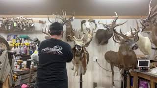 Mounting a Pronghorn Antelope  Taxidermy [upl. by Eniac]