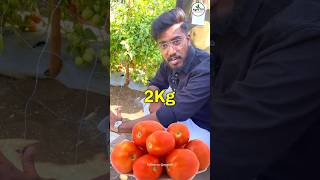 Pomato Farming 🥔🍅 ₹35 Kilogram 🔥  Agrotill  farming agriculture shorts tomato potato [upl. by Durkin317]