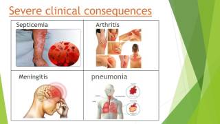 Important emerging bacterial zoonotic infections affecting the immunocompromised [upl. by Lamak385]