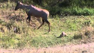 Mongoose makes a Topi Antelope jump [upl. by Cherrita382]