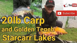 20lb Carp and Golden Tench fishing at Starcarr Lakes Brandesburton [upl. by Franek]