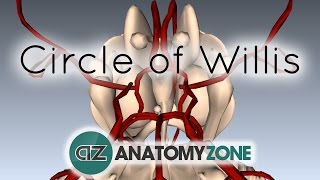 Circle of Willis  3D Anatomy Tutorial [upl. by Anowahs]