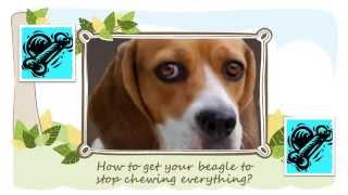 How to get your beagle to stop chewing everything [upl. by Dotson]