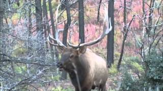 Arizona Elk VideoBull Elk Close Call In by Colburn and Scott Outfitters [upl. by Tegdig]