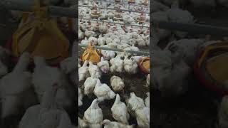 Poultry life poultry farming poultry hen poultaryfarming poultarylifeshortvodeo youtube [upl. by Pappas]