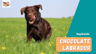 Chocolate Labrador A Complete Guide to The Rare Irresistible Lab Dog [upl. by Rosati]