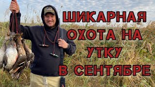 Шикарная охота на утку в сентябре Добыли много утки Охота с чучелами Охота с подсадной и махокрылом [upl. by Lovell146]