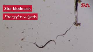 Stor blodmask Strongylus vulgaris [upl. by Sucramraj]