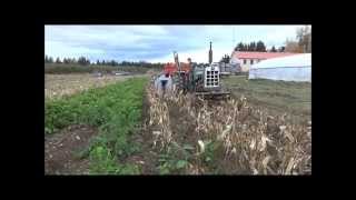 Picking Organic Seed Corn on Wood Prairie Family Farm [upl. by Scherman]