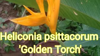 Heliconia psittacorum x spathocircinata Golden Torch [upl. by Wilkins347]