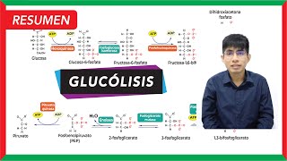 Resumen de la glucólisis  Metabolismo [upl. by Las425]