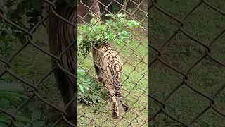 Nandankanan Zoological Park Odisha [upl. by Rolfe]