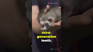 Regrowing Teeth science dentistry medicine biology sciencefacts shortsfeed short subscribe [upl. by Amyas733]