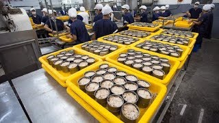 How it made Canned Tuna processing line in Factory [upl. by Nnairek]