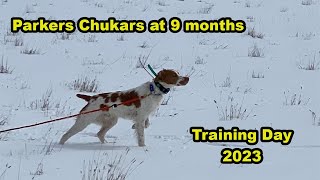 Parkers Chukars at 9 Months [upl. by Brouwer]