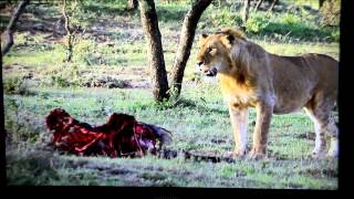 Three Men Steal Meat From Fifteen Lions [upl. by Merl15]