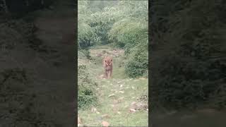 Tiger growling sound  tiger animals bigcat amit machiwal youtub chenal [upl. by Lefty]