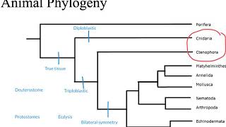 Animal Phylogeny [upl. by Sprage]