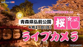 🌸夜桜ライブカメラ🌸青森県弘前公園 2024年4月21日日 [upl. by Kamilah483]