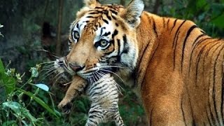 wildlife documentary  Wild Thailand A Land of Beauty  Discovery channel animals  Animal planet [upl. by Nynnahs]