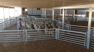 Sheep Yards Pingelly WA [upl. by Steven691]