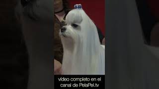 Cómo arreglar y cortar el faldon de un Bichón Maltés con el pelo largo groomer Naty Gongil [upl. by Jasmine]