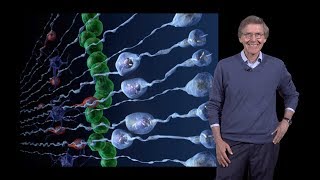 Arnold Kriegstein UCSF 1 Outer Subventricular Zone Radial Glia Cells  Brain Development [upl. by Bently]