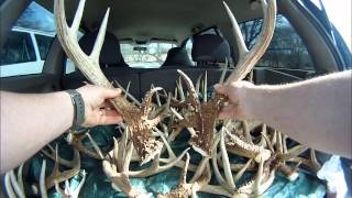 MONSTER WHITETAIL DEER SHEDS from Maryland part 1 [upl. by Anasxor]