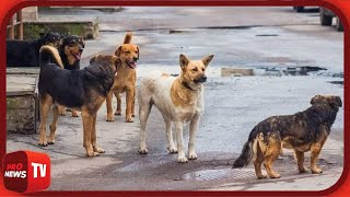 Θεσσαλονίκη Αγέλη αδέσποτων σκύλων επιτέθηκε σε γυναίκα  Pronews TV [upl. by Ime916]