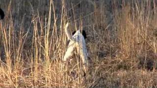 Llewellin English Setter Puppy 320 WeeksFor Sale [upl. by Jard]