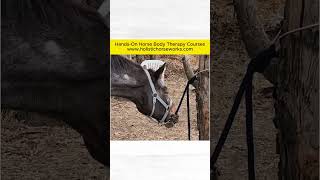 Horses React to Cranial Sacral Work  Holistic Horseworks [upl. by Anat729]