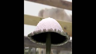 Coprinopsis sp  Lone Ranger [upl. by Harty516]