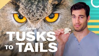 Owl Eyes Are Shaped Like Tubes Heres Why [upl. by Ahtela]