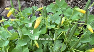 고양이가잘먹는 선괭이밥 Oxalis stricta 생약명 초장초醋漿草 소종해독 소화제 피부병 인후염 야생화를 찾아서609 in search of wildflowers 토옥골 [upl. by Seigler]