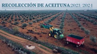 RECOLECCIÓN DE ACEITUNA 2023 solano horizonte JOHN DEERE 6520  3º VLOG AGRICULTURA [upl. by Eninnej]