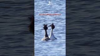 Great Crested Grebes Impressive Courtship Display Dance viralshorts [upl. by Kroll]