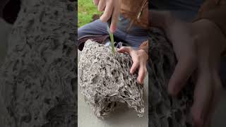 Whats Inside a Giant Hornet Nest We Cut It Open hornets hornetnest hornet beekeeping [upl. by Velasco]