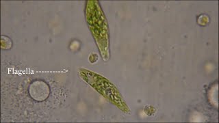 Euglena  The Flagellate [upl. by Gregson25]