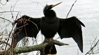 Anhinga SnakeBird Calls FYV [upl. by Lachish930]