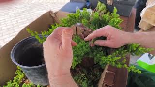 Juniper Procumbens bonsai wiring and pruning [upl. by Blum]