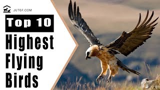 Birds Flying High  Top 10 Highest Flying Birds In The World [upl. by Anyat]