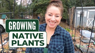 How I Sow Native Plant Seeds and Which Native Plants am I Growing👩🏻‍🌾🌿👍🏻 [upl. by Enahsed]